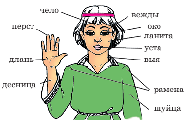 chasti_tela.png